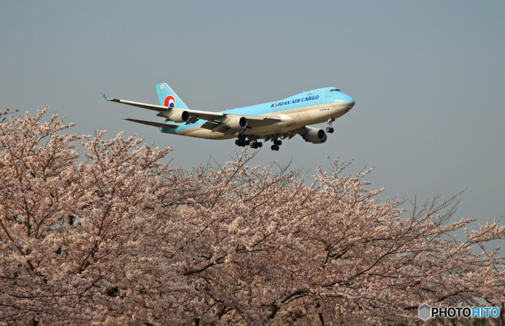 「ジャンボ機」　と　「桜」　