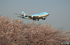 「ジャンボ機」　と　「桜」　