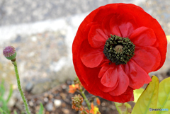 なんの花か...忘れてしまいました? なんの花か...忘れてしまいました?