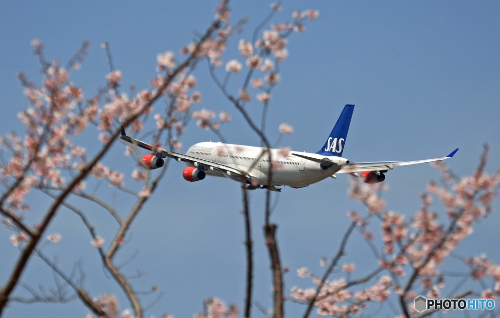 「SAKURA]　と　「A340]