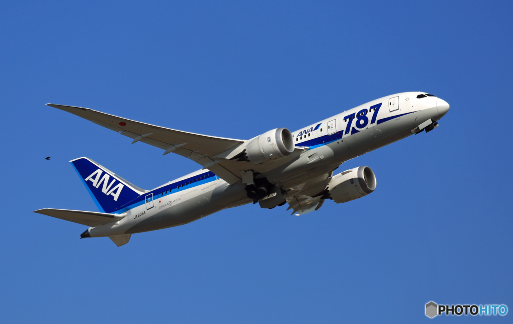 ANA 787-8 JA805A +鳥