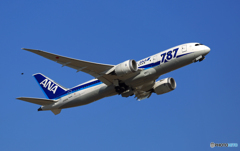 ANA 787-8 JA805A +鳥