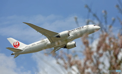 「鶴丸787-8」 と 「桜」