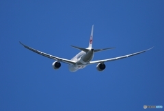 離陸　JAL 787-8 
