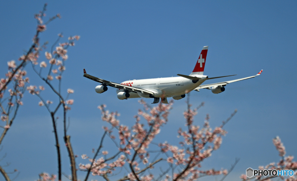 SWISS A340-313 HB-JMO 出発 