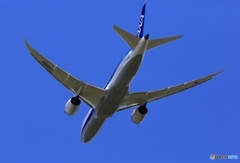 ✈ANA 787-8  飛行　