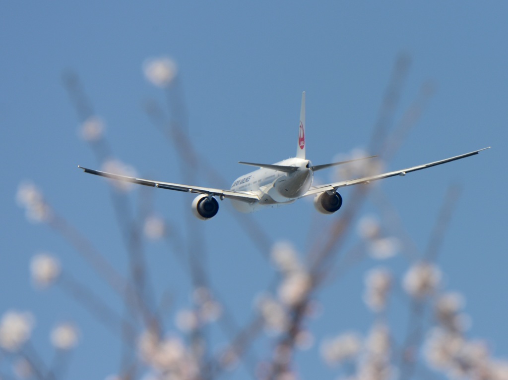 ☆　sakura　咲く　☆ 