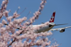 ☆　　「頭隠して尻隠さず」　白十字　☆　