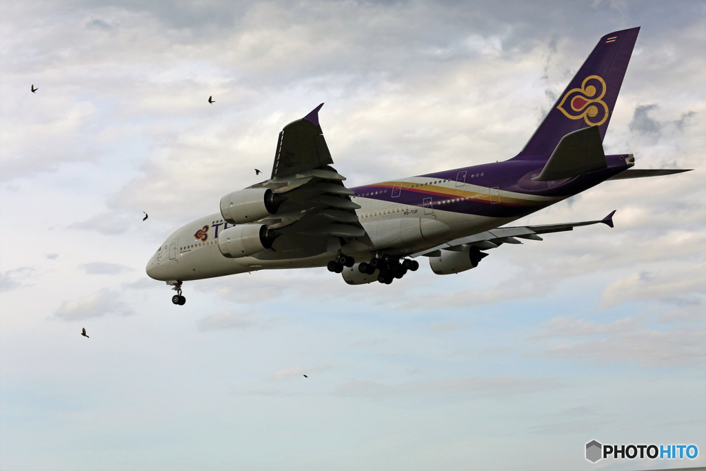 Landing　怪鳥！バードストライク！？