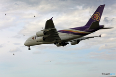 Landing　怪鳥！バードストライク！？