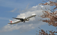 「雲・さくら」　と　「JAL」