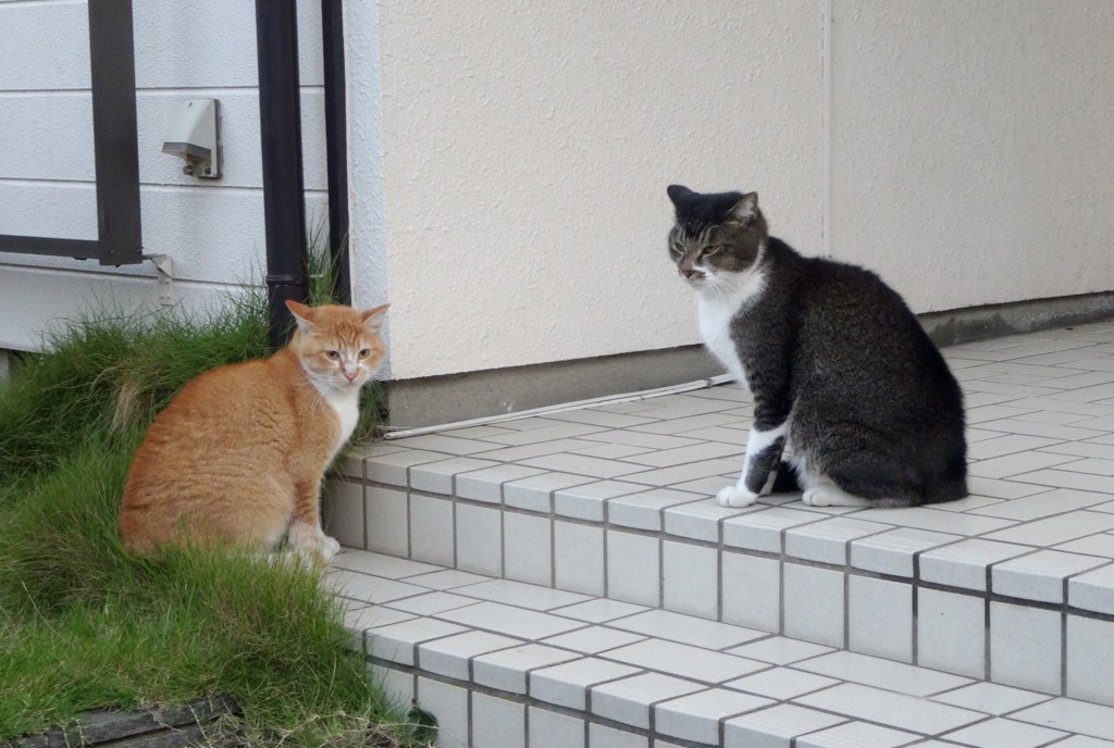 対立ムードで、目をそらす猫？