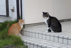 対立ムードで、目をそらす猫？