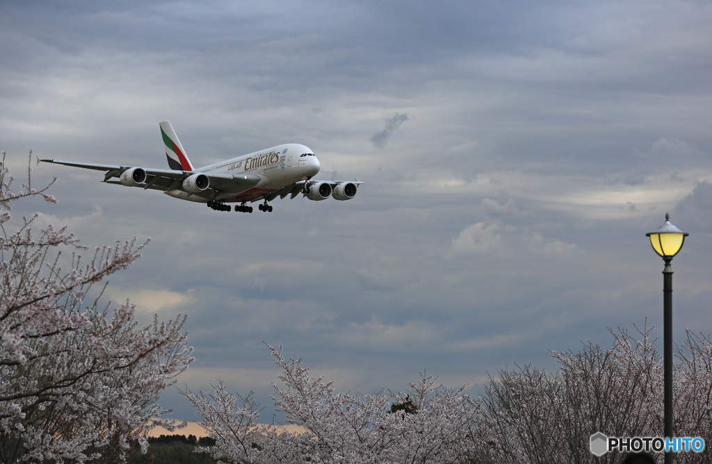 ✈ 「さくら」 と エミレーツ航空 ✈