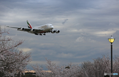 ✈ 「さくら」 と エミレーツ航空 ✈