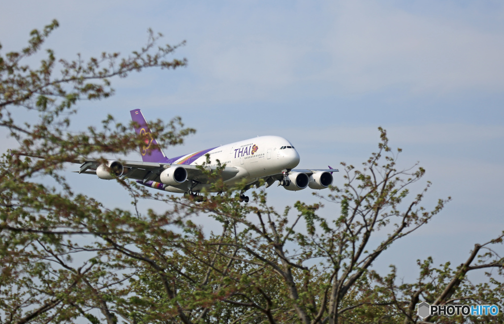 THAI A380-841 HS-TUF 到着 