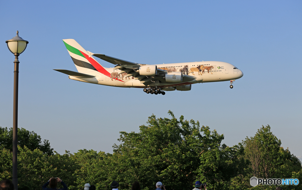 「青い空」が一番☀エミレーツ特別塗装A380動物愛護機