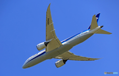 「そらー」　ANA 787-8 JA834A