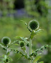 休憩タイム（45） 花 ?