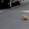 最初はこんな感じでしたが？