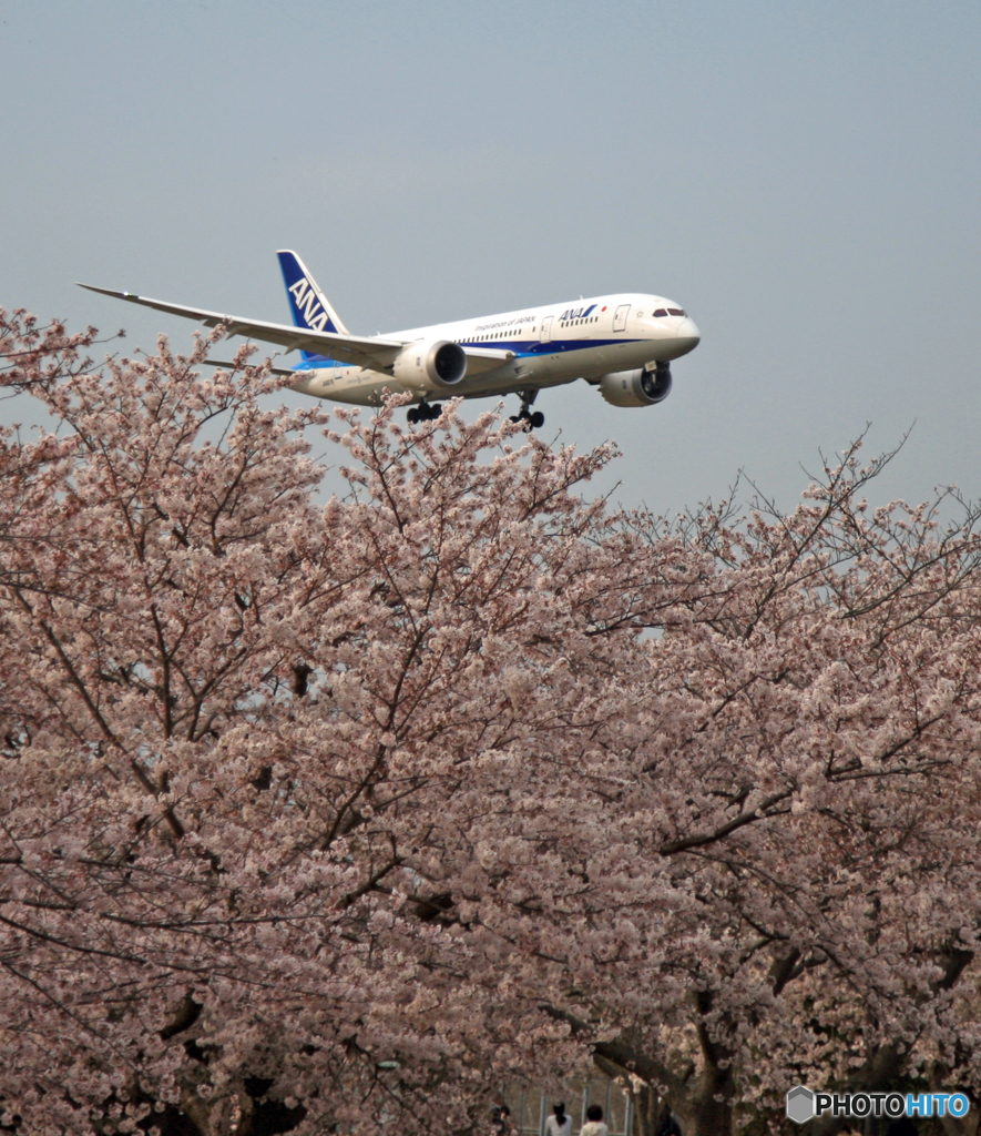 「さくら」 ANA 787-8 