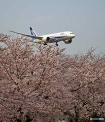 「さくら」 ANA 787-8 