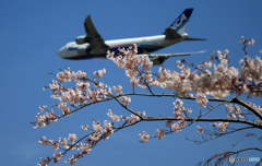 Nippon....の....SAKURA