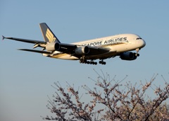 SINGAPORE A380-841 到着