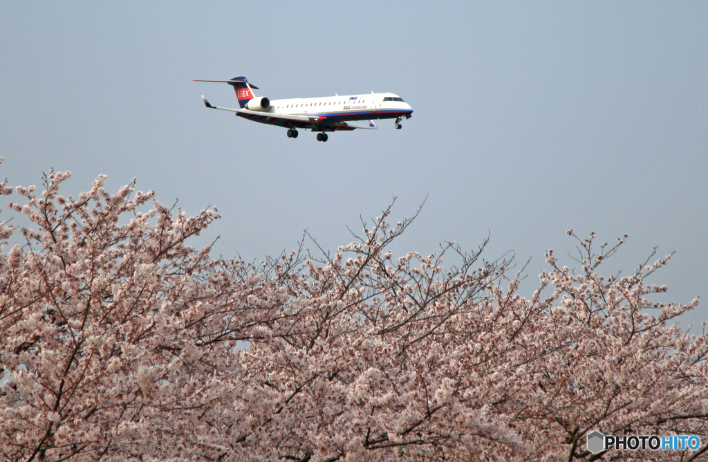 「IBEXﾎﾞﾝﾊﾞﾙﾃﾞｨｱ」　と　「桜」