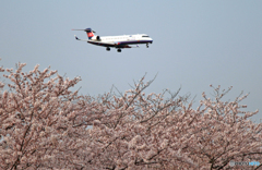 「IBEXﾎﾞﾝﾊﾞﾙﾃﾞｨｱ」　と　「桜」