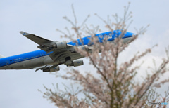 「ジャンボ機」　と　「さくら」