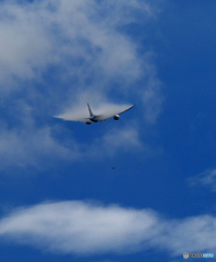 「ベイパー」 ANA 787-8 JA806A