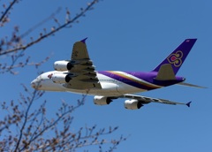 さくらはこんな感じでした。