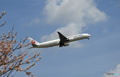 JAL 777-346 JA737J 飛び立ち　