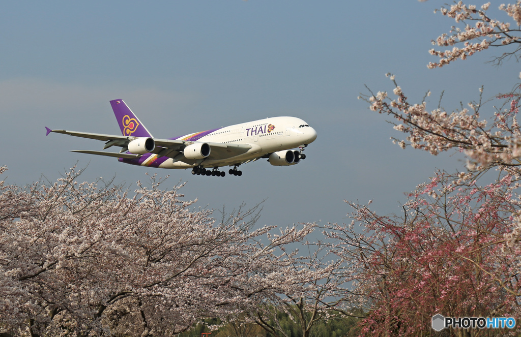 成田空港「さ　く　ら・満開ですよOh~」