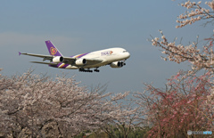 成田空港「さ　く　ら・満開ですよOh~」