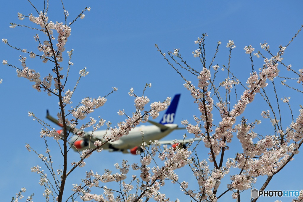 「さくら」 は 満開ですよ ＋✈4発機