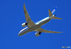 「青い空」が一番 ANA 787-8 JA838A 