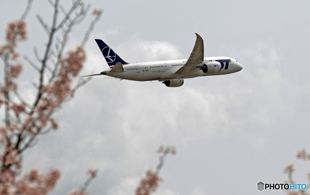 「桜」 と 「珍しい・ポーランド航空」