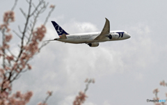 「桜」 と 「珍しい・ポーランド航空」