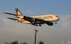 Singapore A380-841 9V-SKN   着陸　