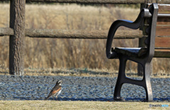 何故かベンチが気になる鳥