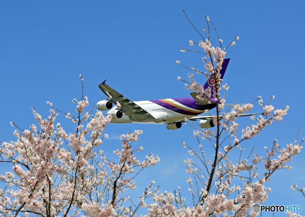 ☀青い空 「さ く ら」  と ✈怪鳥✈