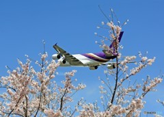 ☀青い空 「さ く ら」  と ✈怪鳥✈