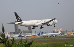 到着 ANA Star 777-381 JA731A