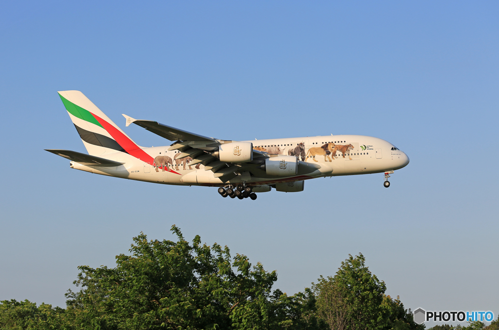 ✈エミレーツ特別塗装/動物愛護A380-861 A6-EOM