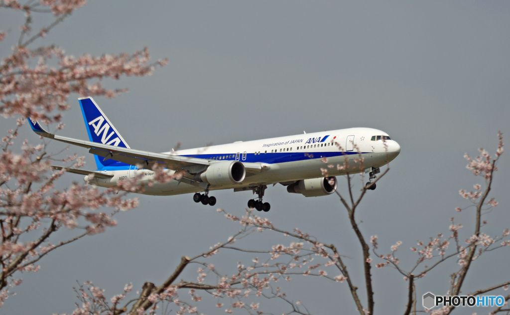 「ANA 767」　と　「桜」