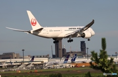 着陸　JAL 787-8