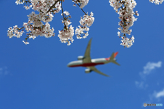 ☮ 「さくら」  が  「メイン」 ☮