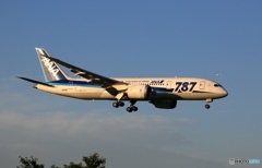 ANA 787-8  着陸　
